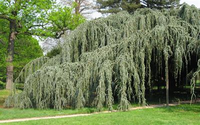 Cedrus atlantica